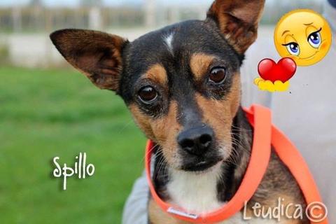 Il caro Spillo!